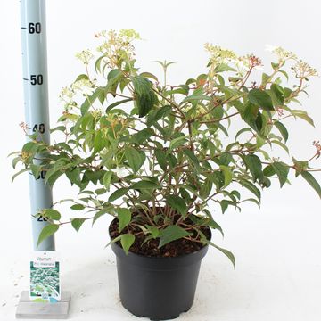 Viburnum plicatum 'Watanabe'