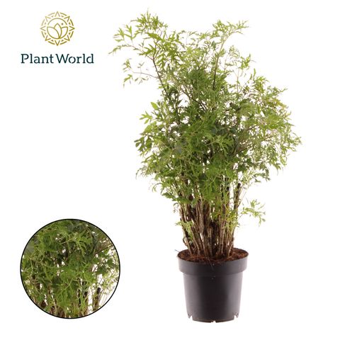 Polyscias 'Hawaiian Ming'