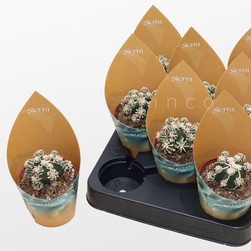 Astrophytum myriostigma 'Hakujo Fukuryu'