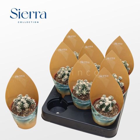 Astrophytum myriostigma 'Hakujo Fukuryu'