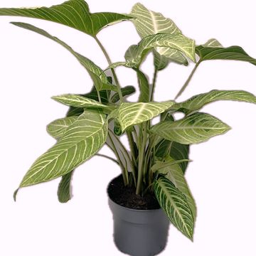 Xanthosoma lindenii MINT