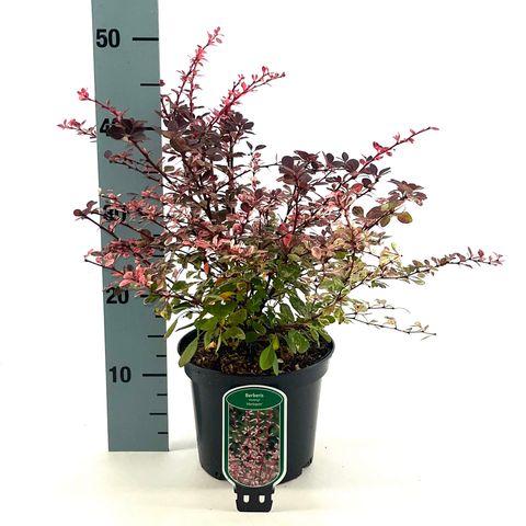 Berberis thunbergii 'Harlequin'