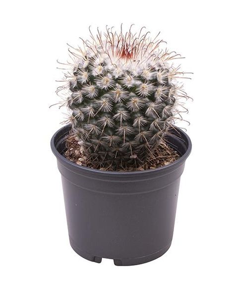 Mammillaria rhodantha