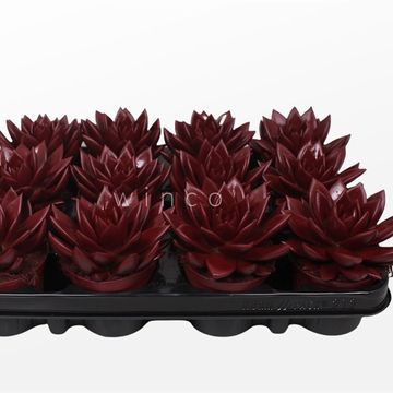 Echeveria agavoides PAINT BORDEAUX RED
