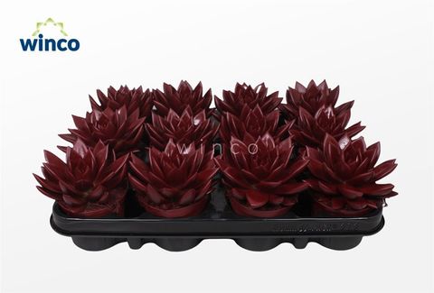 Echeveria agavoides PAINT BORDEAUX RED