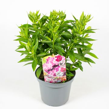 Phlox PANICULATA MIX