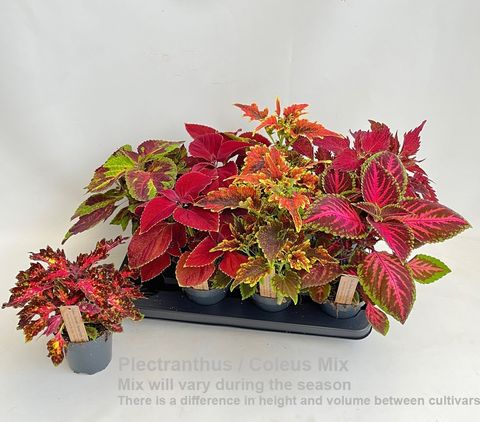 Plectranthus MIX