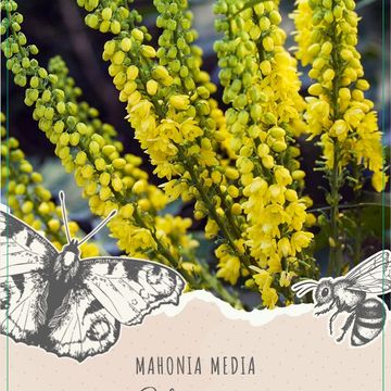 Mahonia x media 'Charity'
