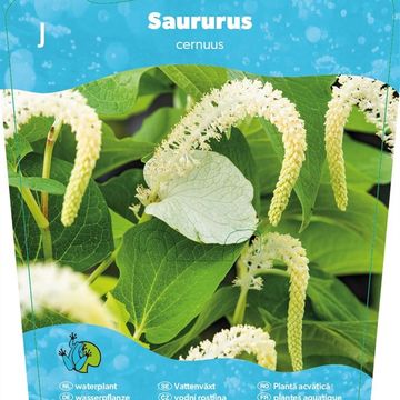 Saururus cernuus