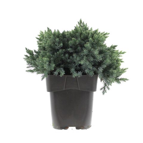 Juniperus squamata 'Blue Star' — Plant Wholesale FlorAccess