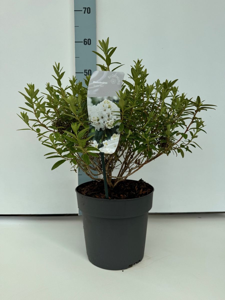 Rhododendron 'Arctic Tern'  Groothandel in planten FlorAccess