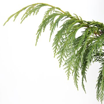 Chamaecyparis nootkatensis 'Pendula'