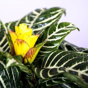Aphelandra squarrosa