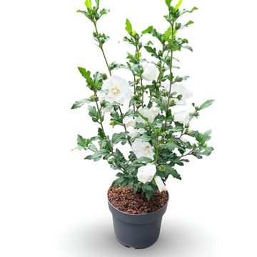 Hibiscus syriacus 'William R. Smith'