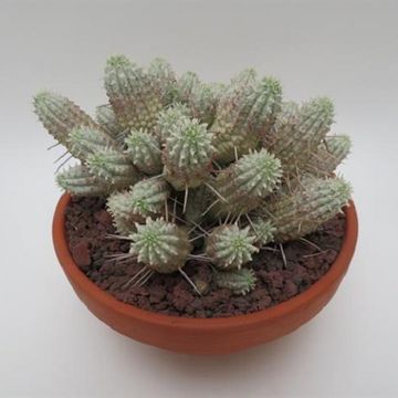 Euphorbia mammillaris variegata