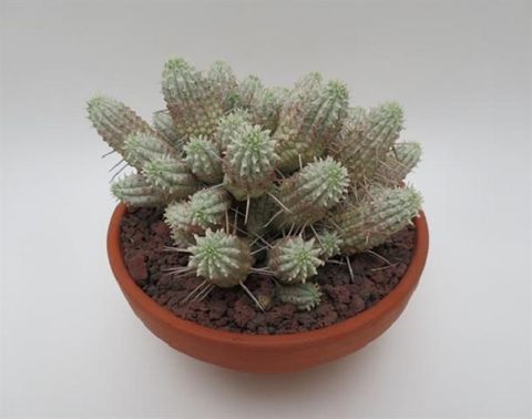 Euphorbia mammillaris variegata