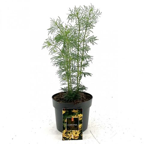 Coreopsis verticillata 'Zagreb'