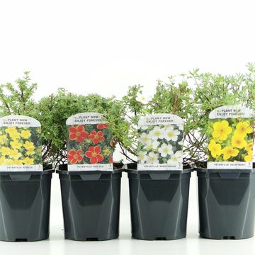 Potentilla fruticosa MIX