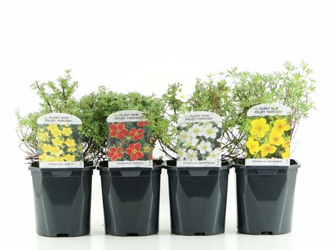 Potentilla fruticosa MIX