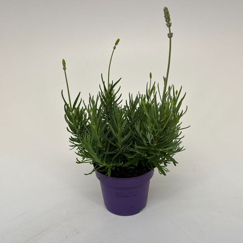 Lavandula angustifolia 'Hidcote'