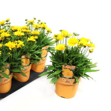 Coreopsis grandiflora SOLANNA GOLDEN SPHERE