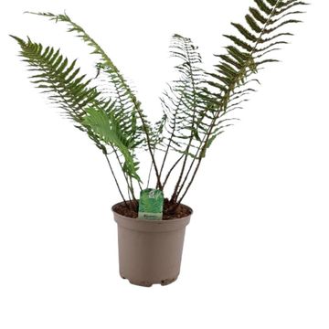 Dryopteris cycadina