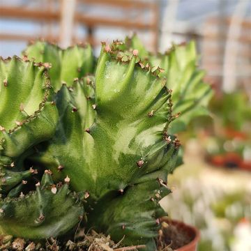 Euphorbia lactea 'Cristata'