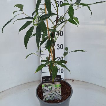 Schefflera alpina 'Mountain Gem'