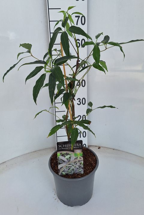 Schefflera alpina 'Mountain Gem'