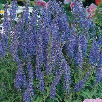 Veronica longifolia