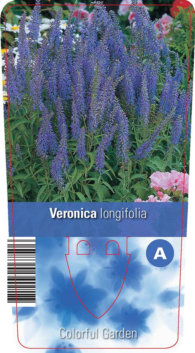 Veronica longifolia — Plant Wholesale FlorAccess