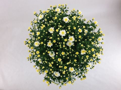 Chrysanthemum 'Jasoda White'