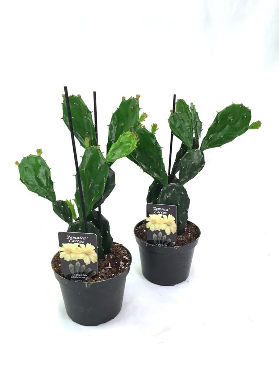 grünpflanzen monstera Tipps zur Pflege deiner Pflanze : Monstera deliciosa Variegata –  PflanzenFuerAlle main image 0