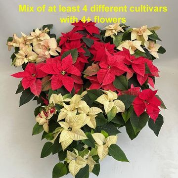 Euphorbia pulcherrima MIX