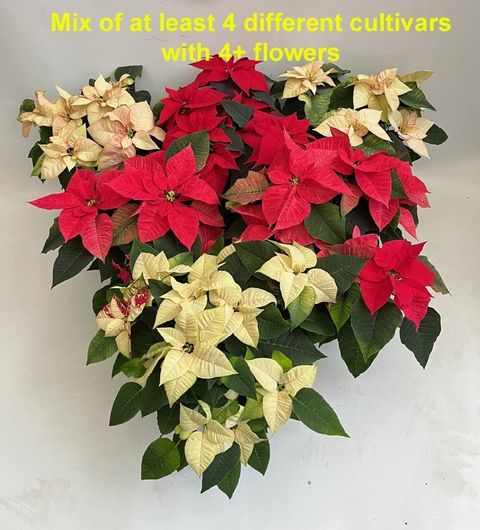 Euphorbia pulcherrima MIX