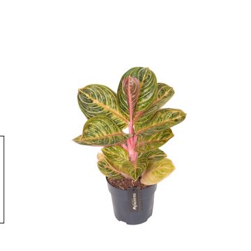 Aglaonema 'Tourmaline Gold'