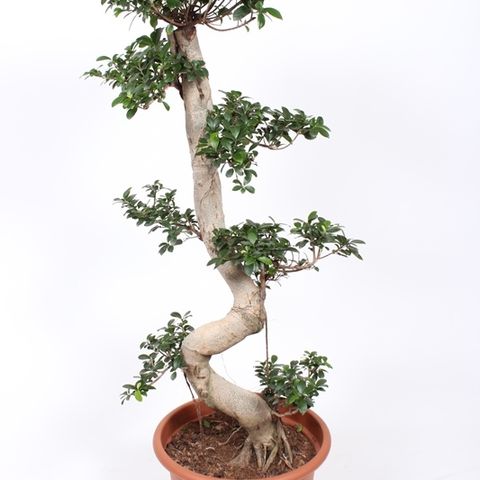 Ficus microcarpa (Fachjan)