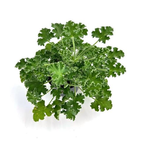 Pelargonium fragrans 'Pink Capitatum'