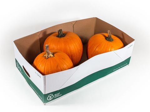 Cucurbita maxima 'Halloween'