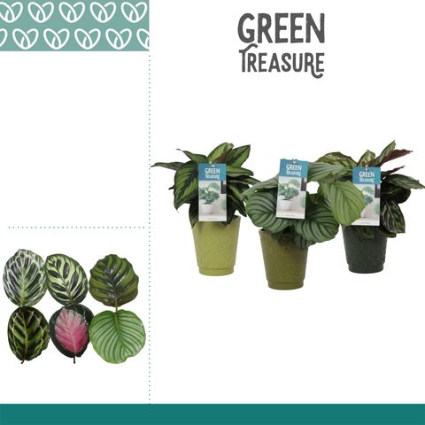 Calathea MIX