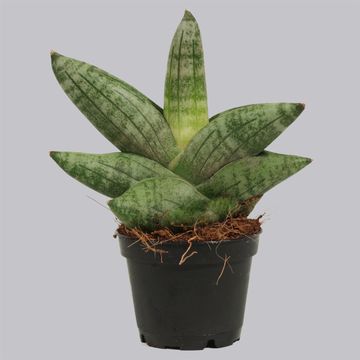 Sansevieria 'Boncellensis'