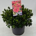 Rhododendron 'Kleiner Prinz' (AJ)