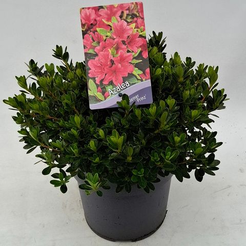 Rhododendron 'Kleiner Prinz' (AJ)
