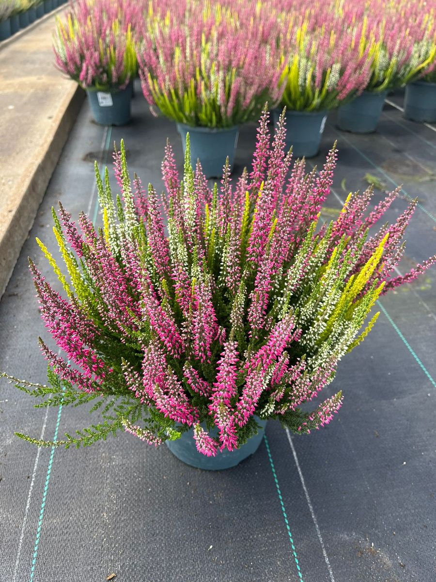 Calluna vulgaris Alicia