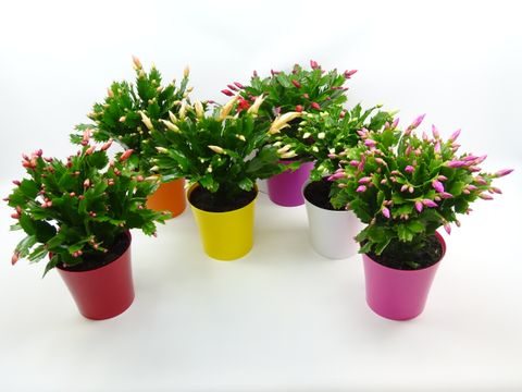 Schlumbergera MIX