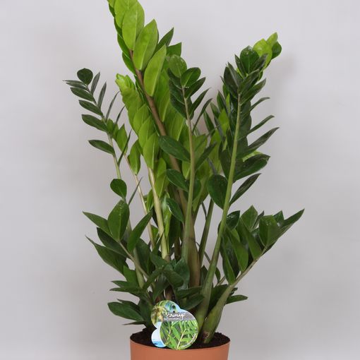 Zamioculcas zamiifolia (Peeters Potplanten)