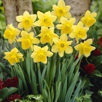 Narcissus 'Carlton'