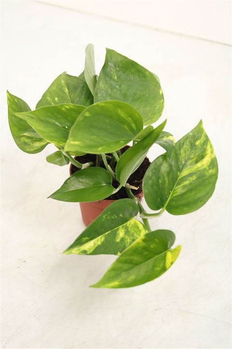 Epipremnum pinnatum 'Aureum'