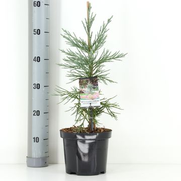 Sequoiadendron giganteum 'Glaucum'