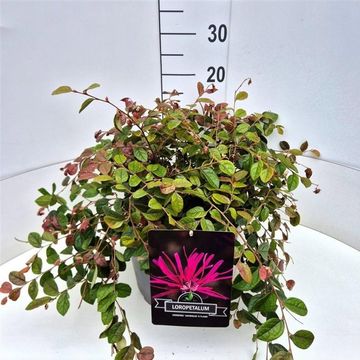 Loropetalum chinense 'Daybreak's Flame'